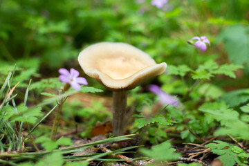 mushroom grows in flowers in the forest