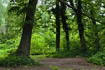 path in the forest