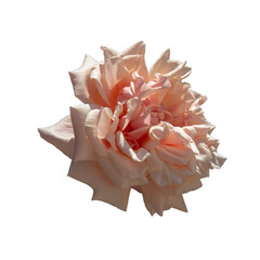 Pink Rose Flower Isolated on White Background. Blooming pink rose flower.