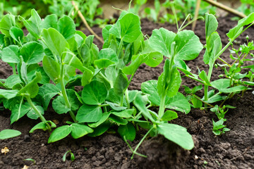 Young pea shoots. Sprouts of green young peas grow on the bench.