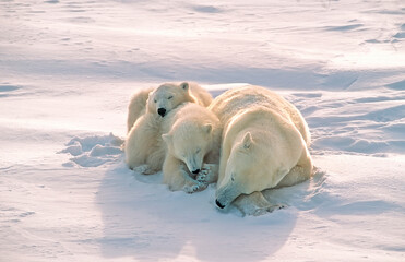 Polar bear with her cubs in Canadian Arctic
