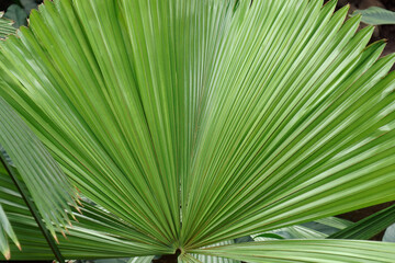 Fototapeta premium Australian fan palm (Licuala ramsayi). Called Queensland also