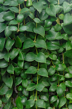 Basket vine (Aeschynanthus hians). Called Lipstick plant also
