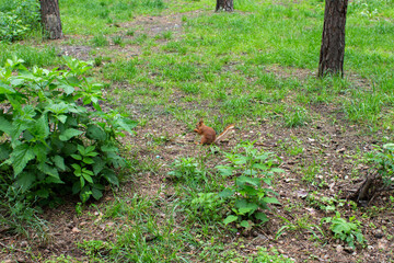 squirrel sitting eating a nut in the forest