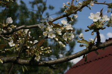  Spring blooming cherry tree