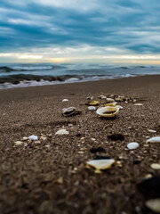 shells on the beach