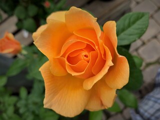 views from a greenhouse