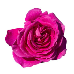 Pink Rose Flower Isolated on White Background. Blooming pink rose flower.