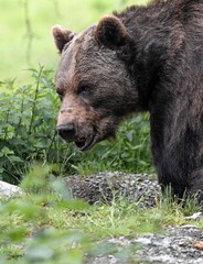 brown bear in a game park 