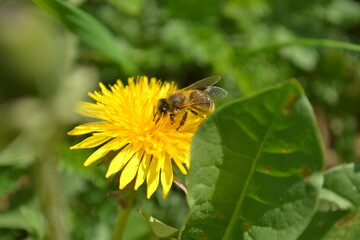 bee on flower
