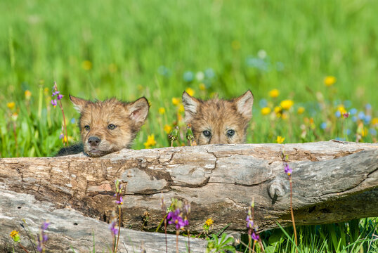 Baby wolves hiding behind log