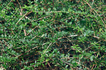 Moujean tea (Nashia inaguensis). Called Bahamas berry and Pineapple verbena also
