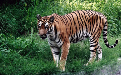 Telephoto shot of a Bengal tiger with strips walking in it's natural habitat in India, Asia