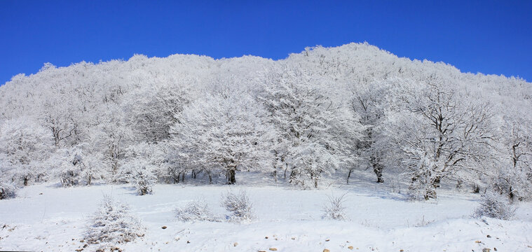 Azerbaijan. Beautiful winter snowy forest. Kusar district.