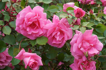 Hybrid rose flowers (Rosa)