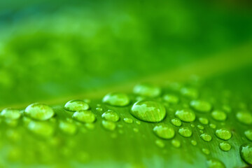 water drops on green leaf