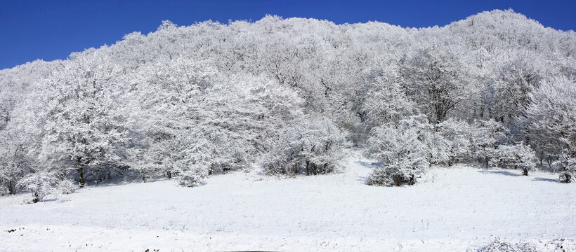 Azerbaijan. Beautiful winter snowy forest. Kusar district.