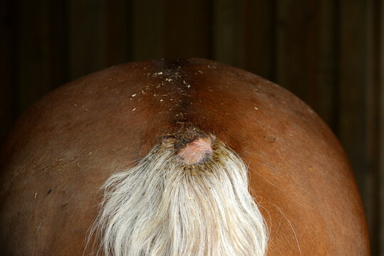 Ekzem am Pferdeschweif. Detail eines Pferdes mit Hautveränderungen