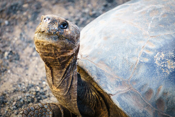 Zuchtstation für Galapagos-Riesenschildkröten auf Isabela, Isabela, Provinz Galápagos, Ecuador