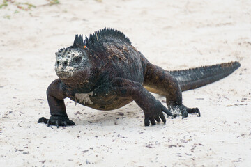 Strandspaziergang zur Tortuga-Bay auf Santa Cruz. Meerechsen sind friedliche Tiere, die in Kolonien am Strand leben, Isla Santa Cruz, Provinz Galápagos, Ecuador