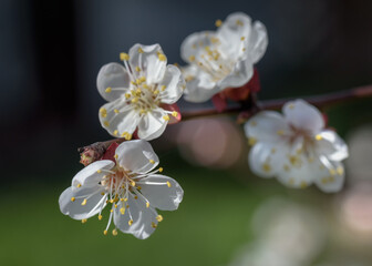 Fototapeta na wymiar White blossoms of apricot tree in spring, shallow depth of field, close-up