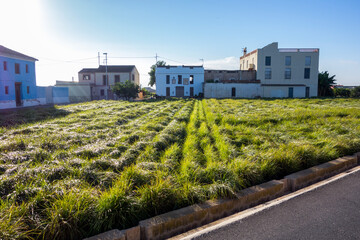 cultivation of the tigernut when it is green in the field