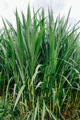 Napier grass, green leaves for raising animals.