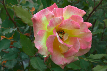 Hybrid rose flower (Rosa)