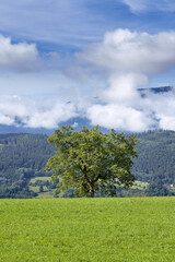 Fototapeta na wymiar Old fruit tree on green meadow, in the background beautiful alpine landscape with mountain and forest, blue sky and white summer clouds, Millstatt am See, Carinthia, Austria