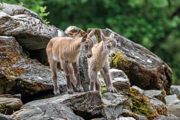 two baby capricorns on a rock