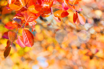 Colorful autumn leaves branch natural background. Colorful red and yellow autumn foliage with...