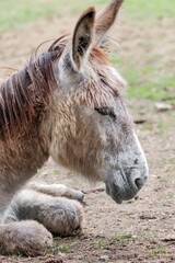 Fototapeta premium Close up of a donkey in a game park 