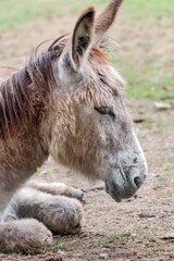 Close up  of a donkey in a game park 