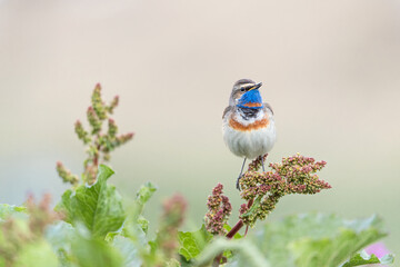 Awesome portrait of Bluethroat among the flowers (Luscinia svecica)