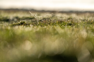 Grass pastures on a farm in australia 