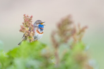 The wonderful Bluethroat hidden among the flowers in breeding season (Luscinia svecica)