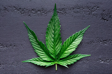 Cannabis is a standoff between a drug and a medicine. Green background of leaves. Medicinal indica...