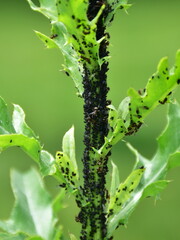 aphids damadging on plant