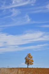Lonely maple trees isolated in the middle of a soybean field. perfect as wallpaper