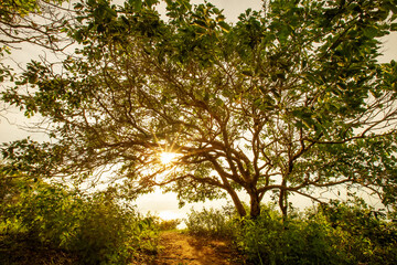 Big beautiful tree in sunset time