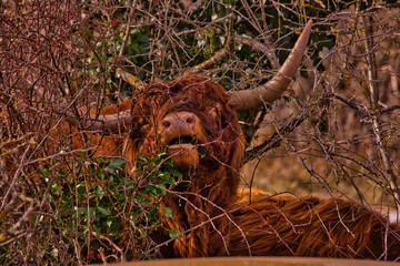 Petit animal en nature