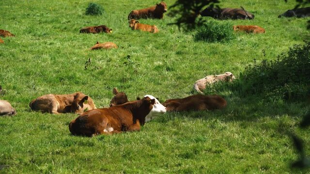 Calfs sitting down and chewing grass_Graded Kodak 520S Fuji 3510 (by Adobe)_Sony A73