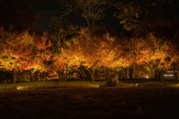 紅葉ライトアップ