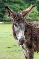 Close up  of a donkey in a game park 