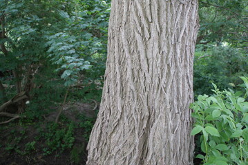 forest - tree - branch - ivy - log - beaver