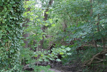 Obraz premium forest - tree - branch - ivy - log - beaver