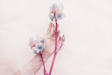 Woman hand behind veil gently holding blue iris flower on white background. Hand under tulle touching flower. Modern floral aesthetic, pink trendy tone