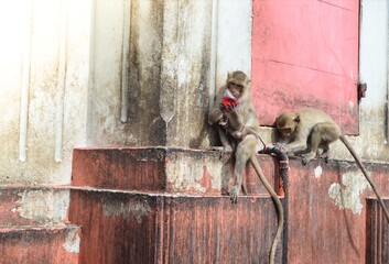 Monkey steals COVID-19 blood samples from a lab technician.