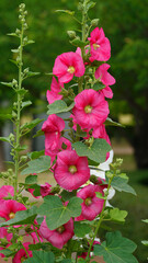 a blooming red hollyhock.rose mallow