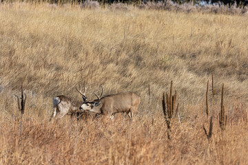 Fototapeta premium Mule Deer Buck and Doe During the Fall Rut